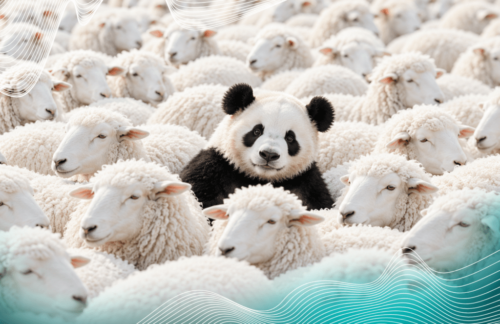 A giant panda sitting in the middle of a large flock of white sheep, looking toward the camera.